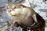 [New Forest Otter, Owl and Wildlife Conservation Park]