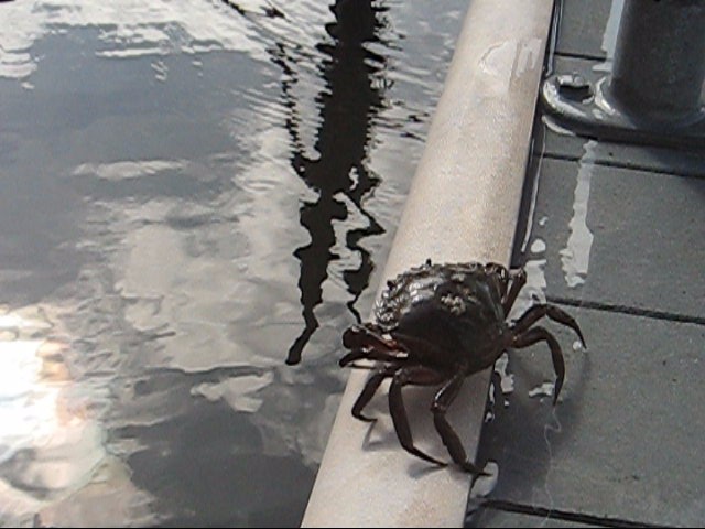 [Crab fishing - 3mb]