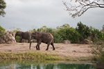 Kilimanjaro Safari