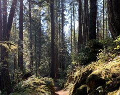 Cypress Falls