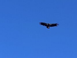 IMG_0599(1)